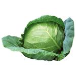 Cabbage - kolarmegamart